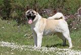 AKITA AMERICAIN 151